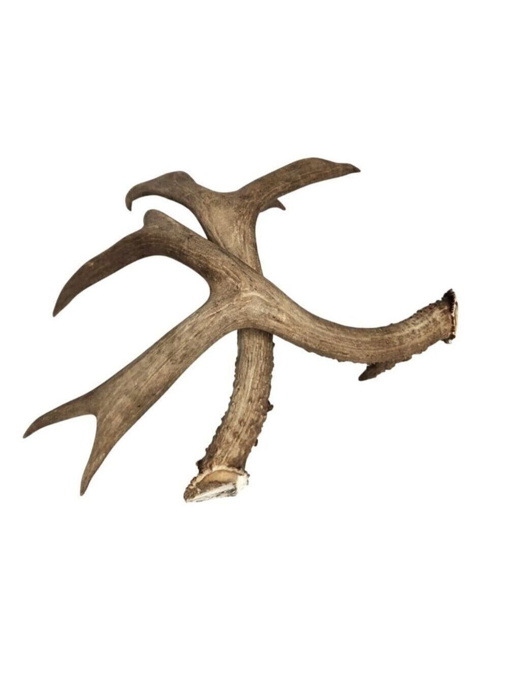 Deer Antlers Set Real Rustic Decor Craft Pair Cabin Farmhouse